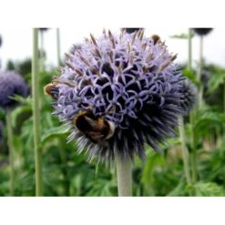 Tidselkugle 'Taplow Blue' Echinops Bannaticus 'Taplow Blue' 1 Liter Potte