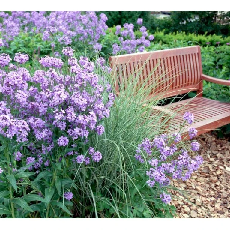 Natviol Hesperis Matronalis 1 Liter Potte - Billede 7