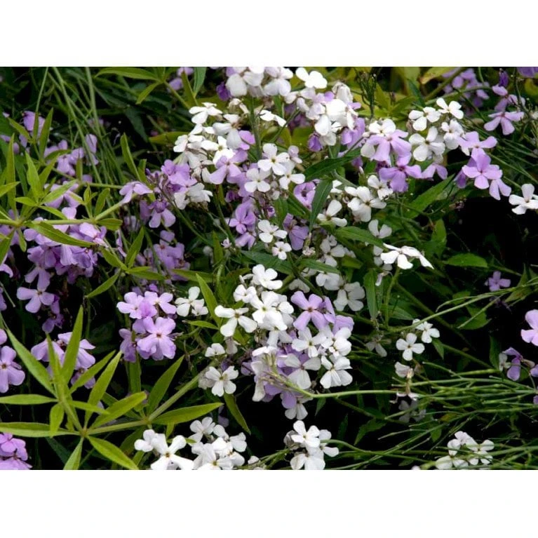 Natviol Hesperis Matronalis 1 Liter Potte - Billede 4