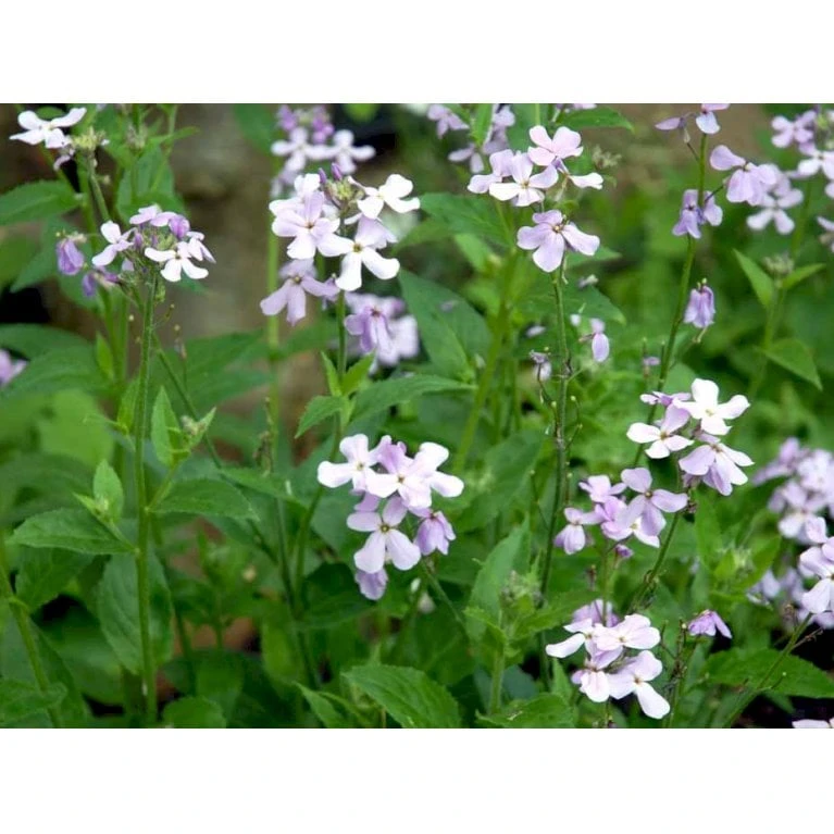 Natviol Hesperis Matronalis 1 Liter Potte - Billede 5
