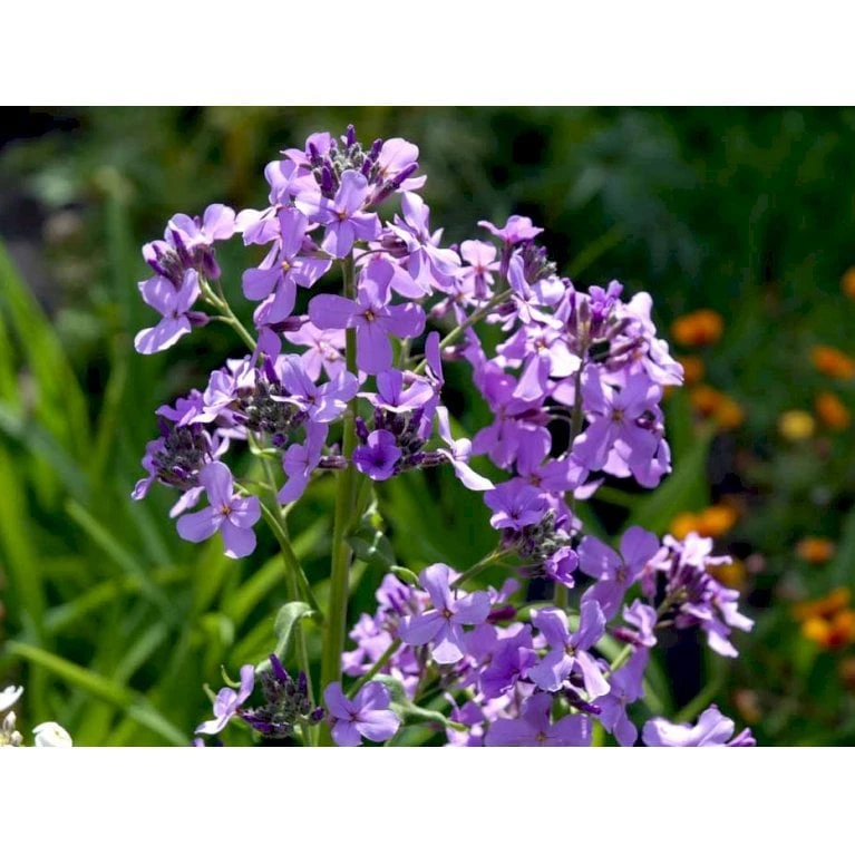 Natviol Hesperis Matronalis 1 Liter Potte - Billede 8