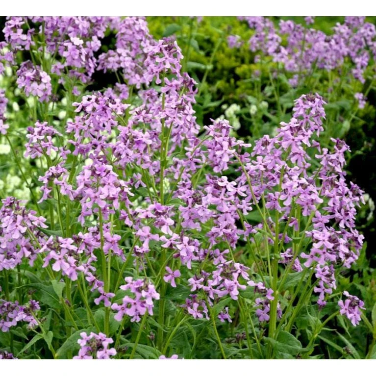 Natviol Hesperis Matronalis 1 Liter Potte - Billede 9