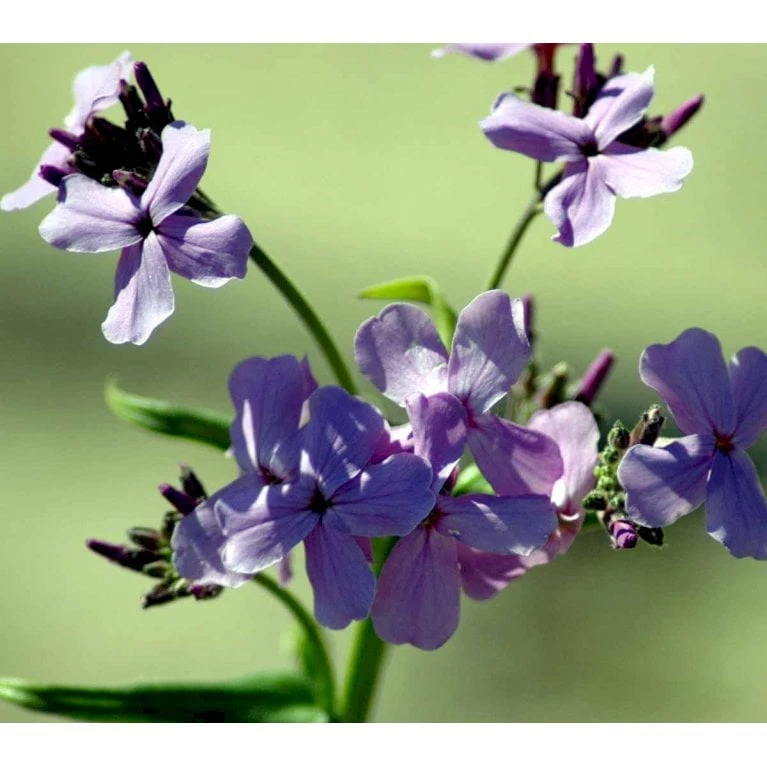 Natviol Hesperis Matronalis 1 Liter Potte