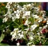 Natviol 'Alba' Hesperis Matronalis 'Alba' 1 Liter Potte