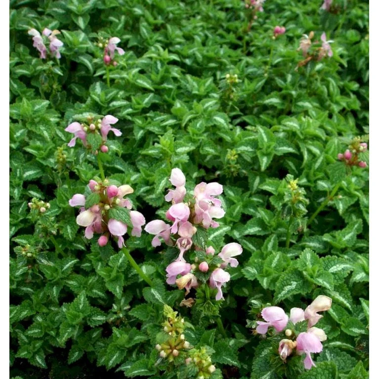 Plettet Tvetand 'Shell Pink' Lamium Maculatum 'Shell Pink' 10 Cm. Potte - Billede 4