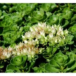 Rød Stenurt 'Album Superbum' Sedum Spurium 'Album Superbum' 10 Cm. Potte