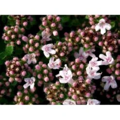 Krybende Timian 'Pink Chintz' Thymus Praecox 'Pink Chintz' 10 Cm. Potte