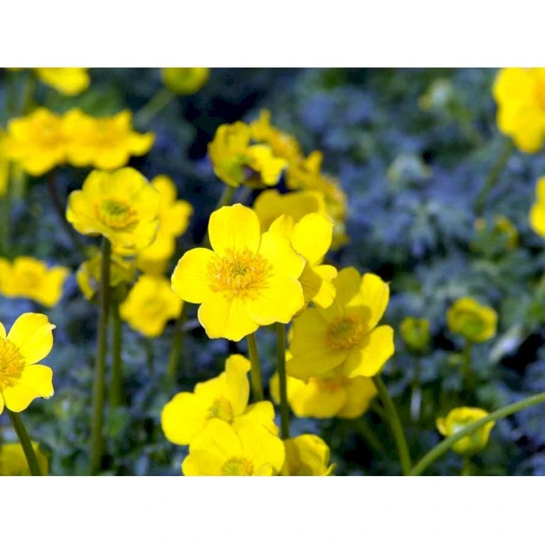 Dværg-Engblomme Trollius Pumilus 1 Liter Potte - Billede 6
