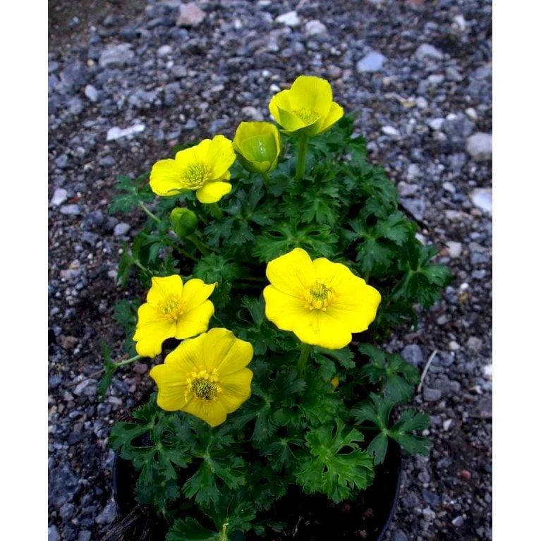 Dværg-Engblomme Trollius Pumilus 1 Liter Potte - Billede 5