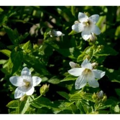 Mælkeklokke 'White Pouffe' Campanula Lactiflora 'White Pouffe' 1 Liter Potte