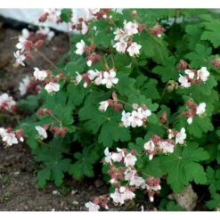 Storrodet Storkenæb 'Spessart' Geranium Macrorrhizum 'Spessart' 10 Cm. Potte