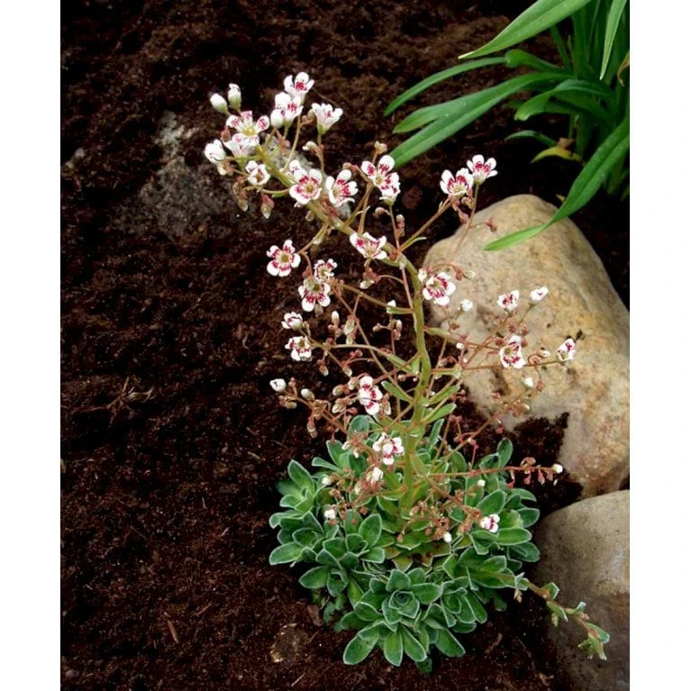 Bjergfrue 'Southside Seedling' Saxifraga Cotyledon 'Southside Seedling' 10 Cm. Potte - Billede 4