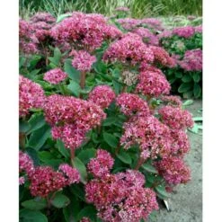 Sankthansurt 'Carl' Sedum Hybrid 'Carl' 1 Liter Potte