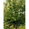 Stribet Løn Acer Pensylvanicum Solitær Busk 150-200 Cm. - Med Klump