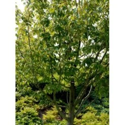Stribet Løn Acer Pensylvanicum Solitær Busk 150-200 Cm. - Med Klump