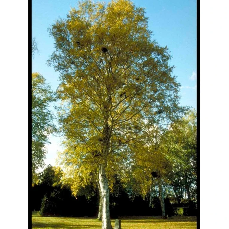 Dunbirk Betula Pubescens Potte 7,5 Liter 150-175 Cm.