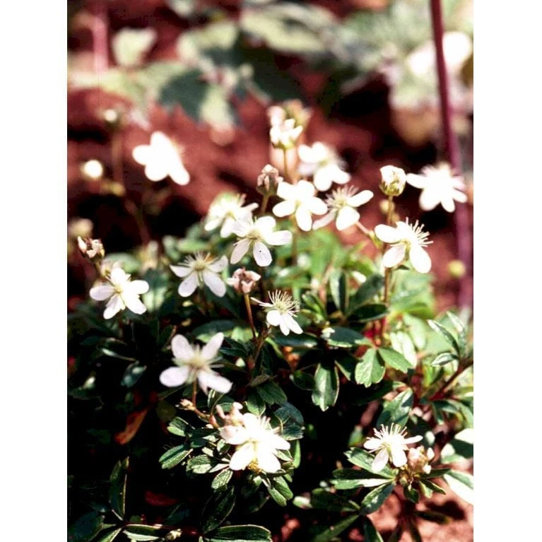 Potentilla 'Nuuk' Potentilla Tridentata 'Nuuk' 10 Cm. Potte - Billede 7