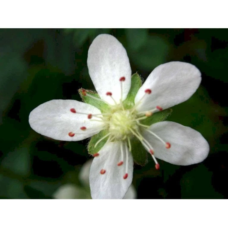 Potentilla 'Nuuk' Potentilla Tridentata 'Nuuk' 10 Cm. Potte - Billede 3