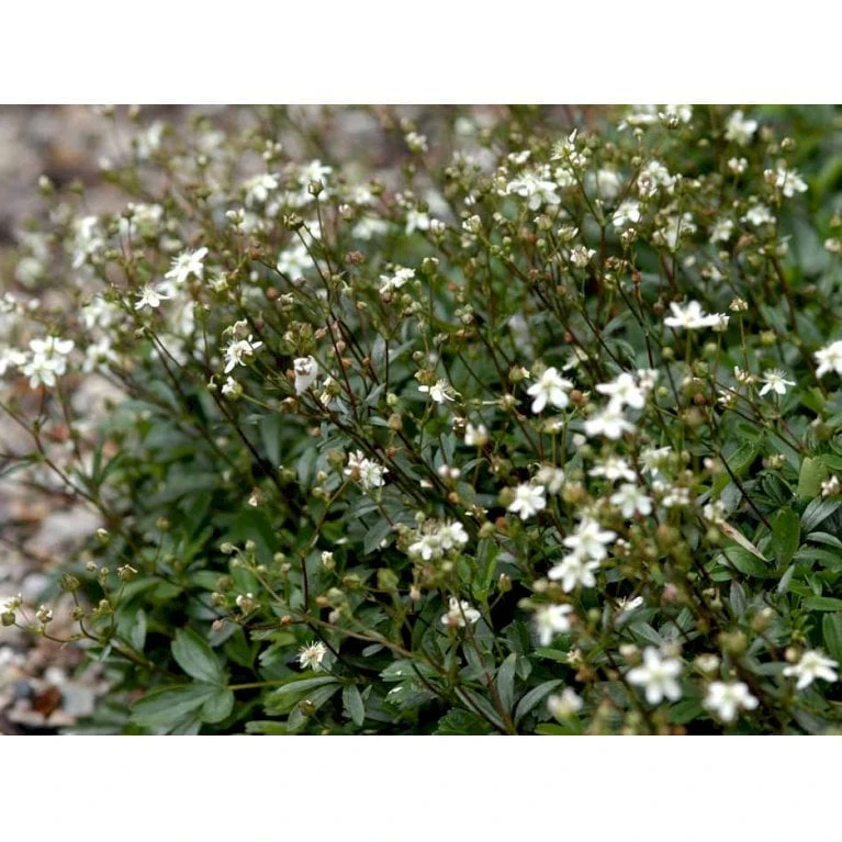 Potentilla 'Nuuk' Potentilla Tridentata 'Nuuk' 10 Cm. Potte - Billede 5