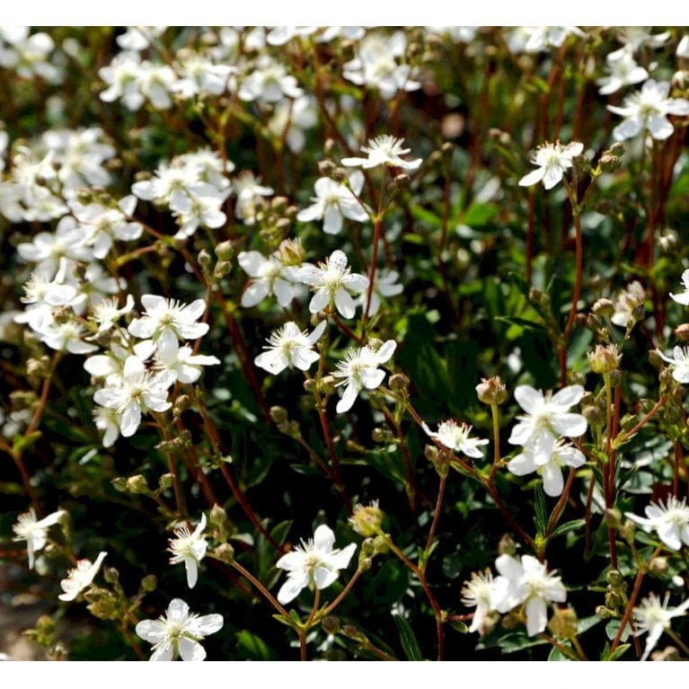Potentilla 'Nuuk' Potentilla Tridentata 'Nuuk' 10 Cm. Potte