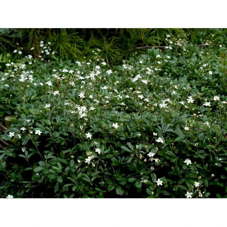 Potentilla 'Nuuk' Potentilla Tridentata 'Nuuk' 10 Cm. Potte - Billede 6