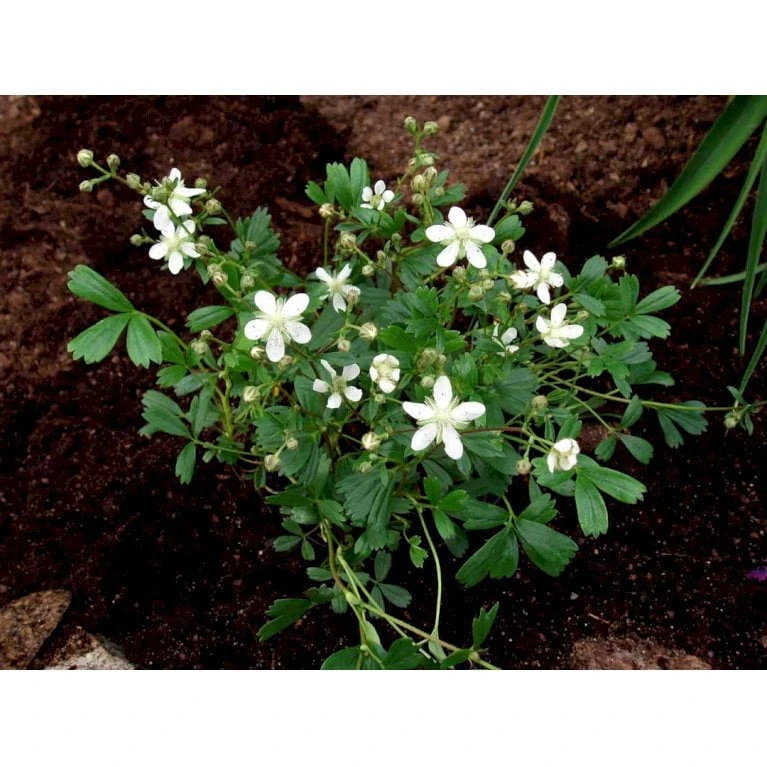 Potentilla 'Nuuk' Potentilla Tridentata 'Nuuk' 10 Cm. Potte - Billede 4