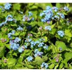 Kærmindesøster Brunnera Macrophylla 1 Liter Potte