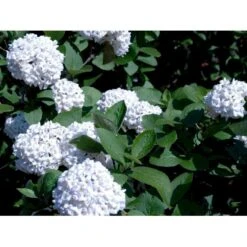 Duft-snebolle Viburnum Carlcephalum Med Klump,- 100-120 Cm.