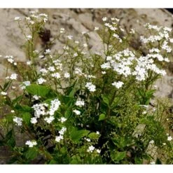 Kærmindesøster 'Betty Bowring' Brunnera Macrophylla 'Betty Bowring' 1 Liter Potte