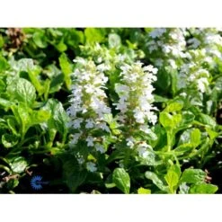 Krybende Læbeløs Ajuga Reptans 'Alba' 10 Cm. Potte