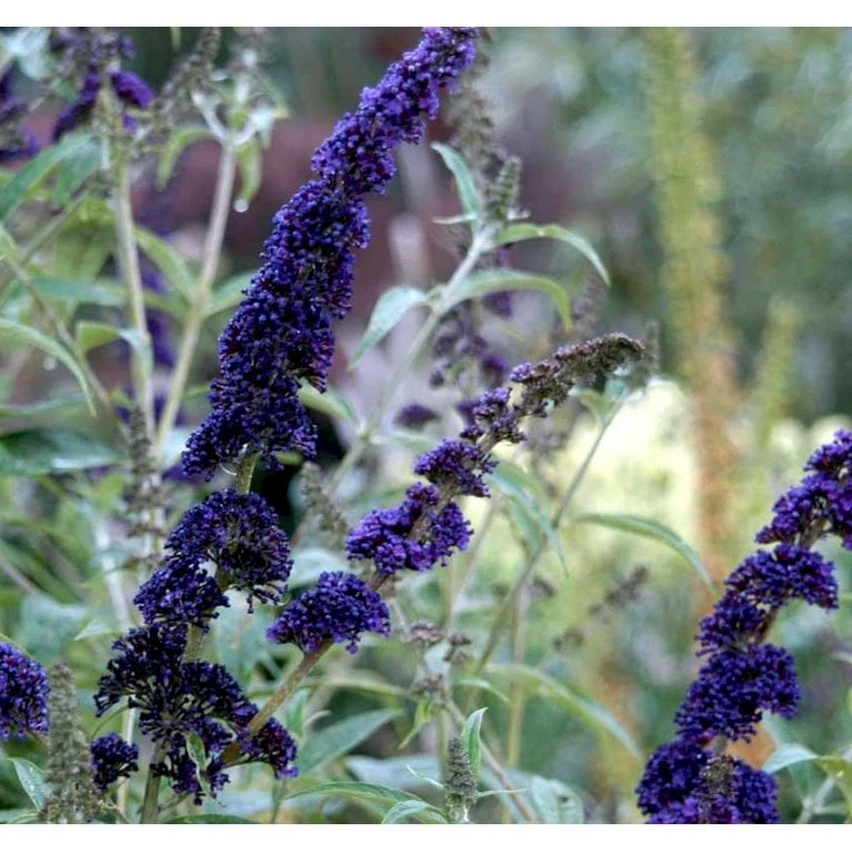 Sommerfuglebusk 'Black Knight' Buddleja Davidii 'Black Knight' Potte 6,5 Liter 50-60 Cm. - Billede 8