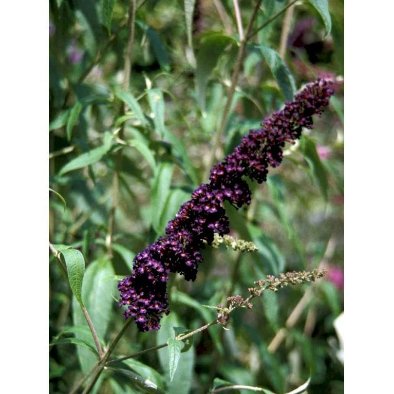 Sommerfuglebusk 'Black Knight' Buddleja Davidii 'Black Knight' Potte 6,5 Liter 50-60 Cm. - Billede 6