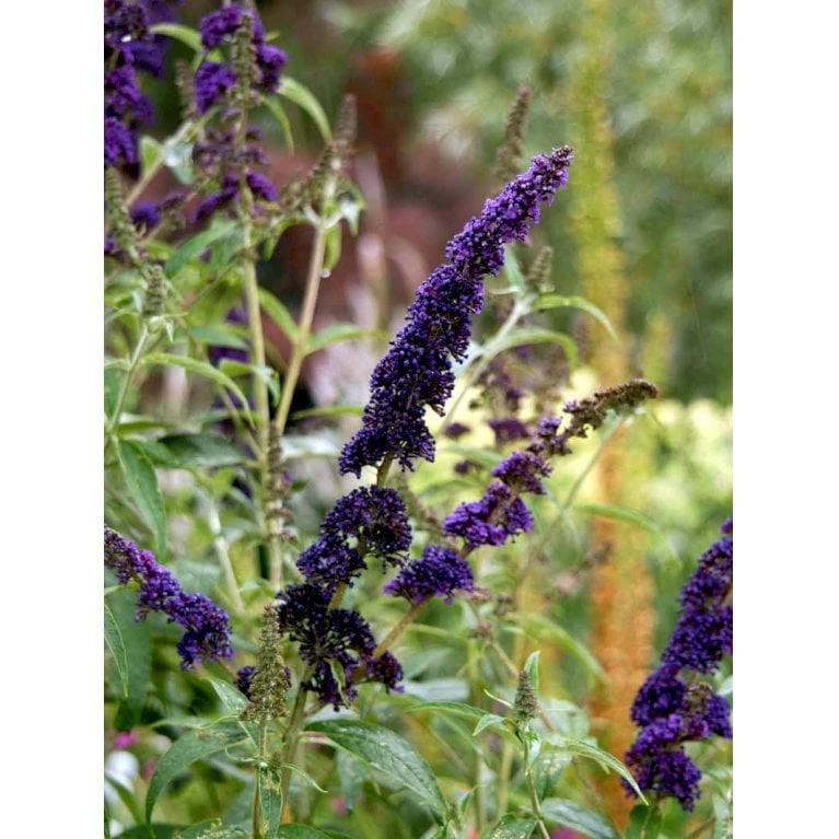 Sommerfuglebusk 'Black Knight' Buddleja Davidii 'Black Knight' Potte 6,5 Liter 50-60 Cm. - Billede 5