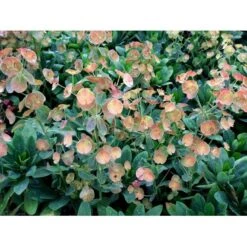 Vortemælk Euphorbia Robbiae 1 Liter Potte