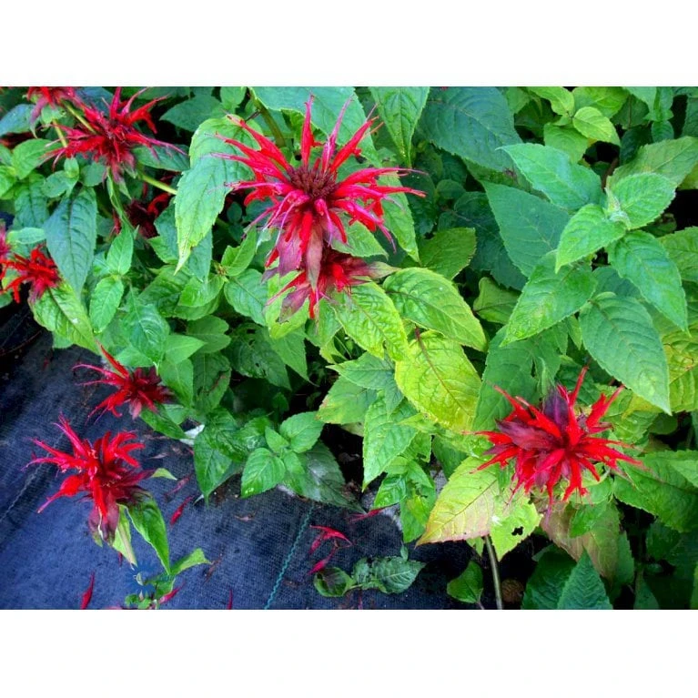 Hestemynte 'Cambridge Scarlet' Monarda Hybrid 'Cambridge Scarlet' 1 Liter Potte - Billede 3