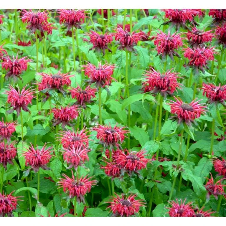 Hestemynte 'Cambridge Scarlet' Monarda Hybrid 'Cambridge Scarlet' 1 Liter Potte - Billede 5
