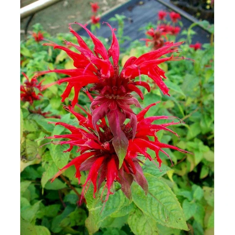 Hestemynte 'Cambridge Scarlet' Monarda Hybrid 'Cambridge Scarlet' 1 Liter Potte - Billede 4
