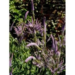 Virginsk Ærenpris 'Fascination' Veronicastrum Virginicum 'Fascination' Potte 2 Liter.