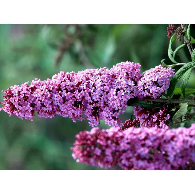 Sommerfuglebusk 'Pink Delight' Buddleja Davidii 'Pink Delight' Potte 6,5 Liter 50-60 Cm. - Billede 4