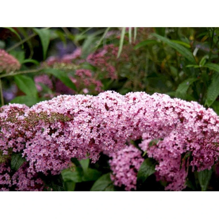 Sommerfuglebusk 'Pink Delight' Buddleja Davidii 'Pink Delight' Potte 6,5 Liter 50-60 Cm. - Billede 7
