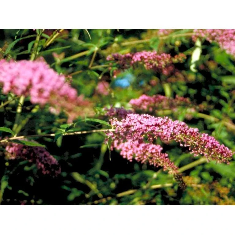 Sommerfuglebusk 'Pink Delight' Buddleja Davidii 'Pink Delight' Potte 6,5 Liter 50-60 Cm. - Billede 5