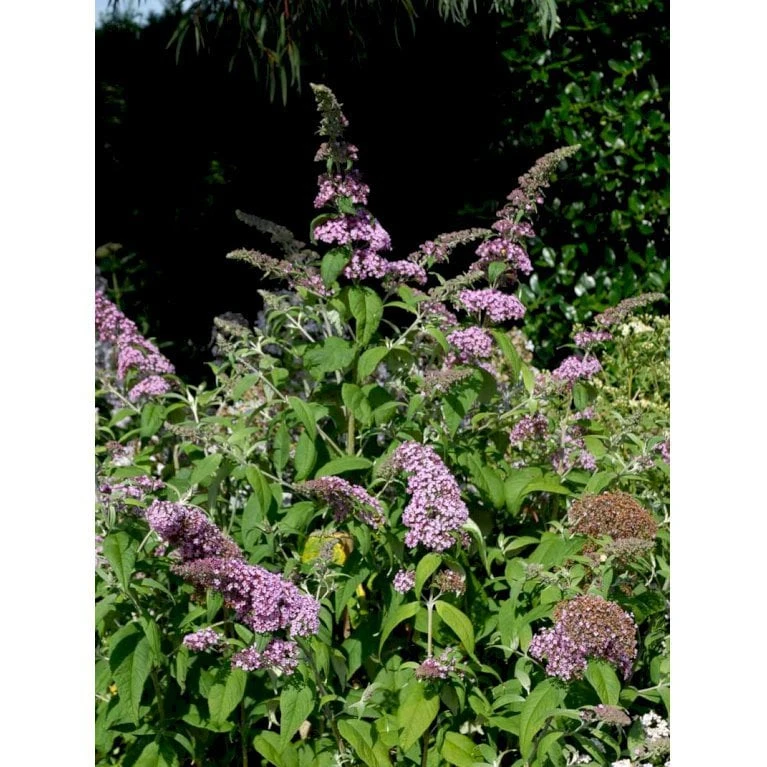 Sommerfuglebusk 'Pink Delight' Buddleja Davidii 'Pink Delight' Potte 6,5 Liter 50-60 Cm. - Billede 6