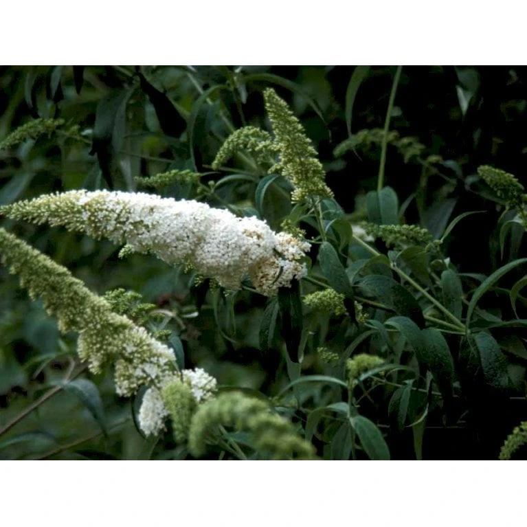 Sommerfuglebusk 'White Profusion' Buddleja Davidii 'White Profusion' Potte 6,5 Liter 50-60 Cm. - Billede 4