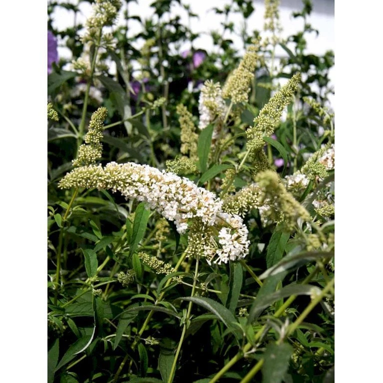Sommerfuglebusk 'White Profusion' Buddleja Davidii 'White Profusion' Potte 6,5 Liter 50-60 Cm. - Billede 3