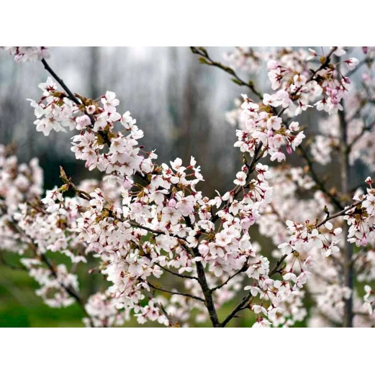 Yoshino-kirsebær Prunus Yedoensis Solitær Busk 150-200 Cm. - Med Klump - Billede 3