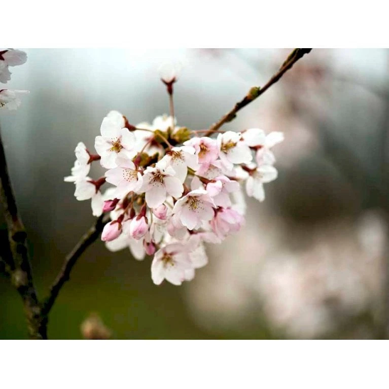 Yoshino-kirsebær Prunus Yedoensis Solitær Busk 150-200 Cm. - Med Klump - Billede 4