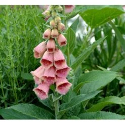 Fingerbøl Digitalis Mertonensis 1 Liter Potte