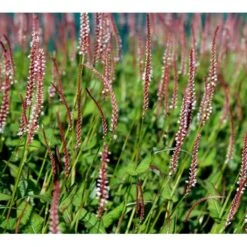 Kertepileurt 'Rosea' Persicaria Amplexicaulis 'Rosea' Potte 2 Liter.