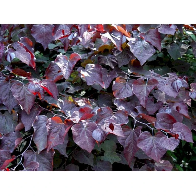Judastræ 'Forest Pansy' Cercis Canadensis 'Forest Pansy' Potte 10 Liter 150-175 Cm. - Billede 5