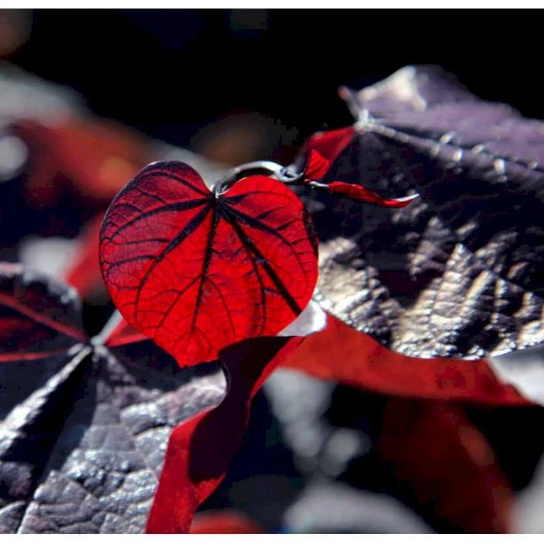 Judastræ 'Forest Pansy' Cercis Canadensis 'Forest Pansy' Potte 10 Liter 150-175 Cm.